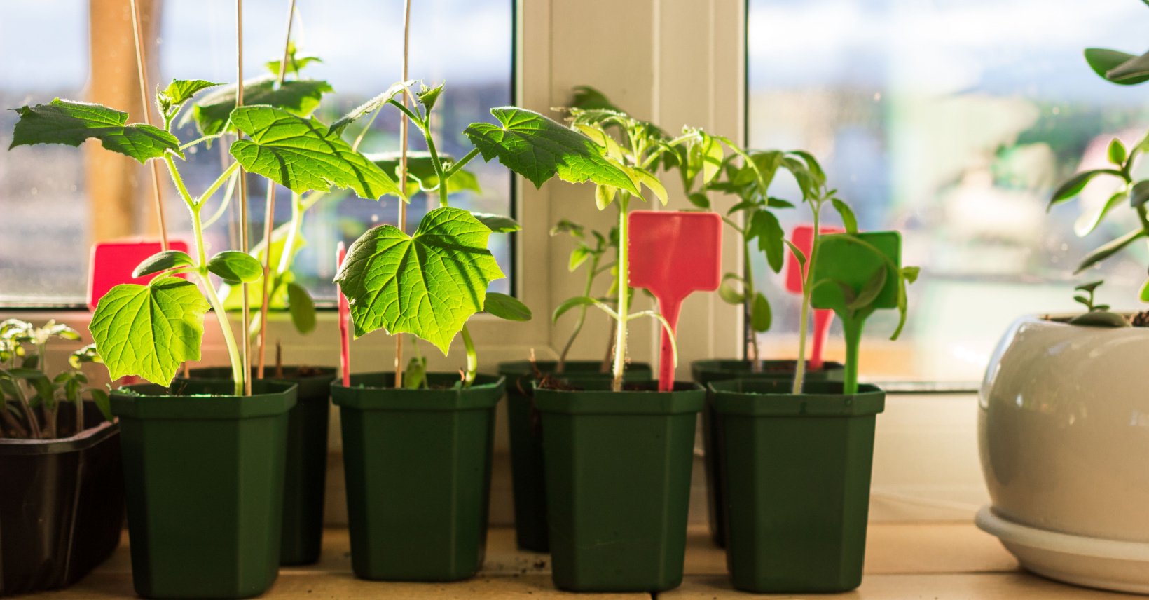 Food You Can Grow in an Apartment