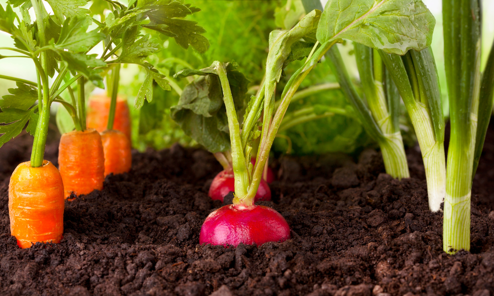 Grow your own food at home